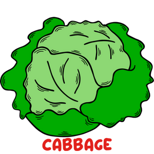 Cabbage